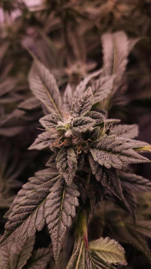 Photo Chicken n Wafflez. Week 6 - pheno 3