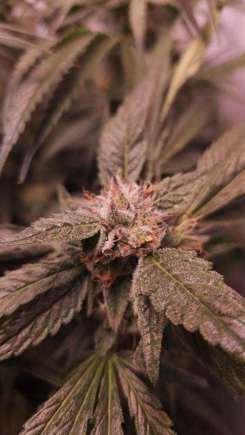 Photo Chicken n Wafflez. Week 6 - pheno 2