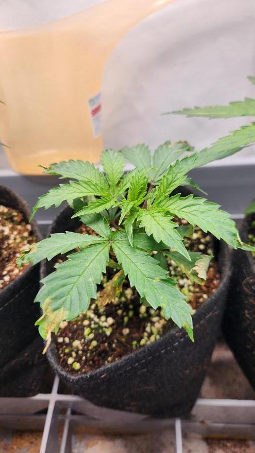 Growing them berries. Week 3 - pheno 2