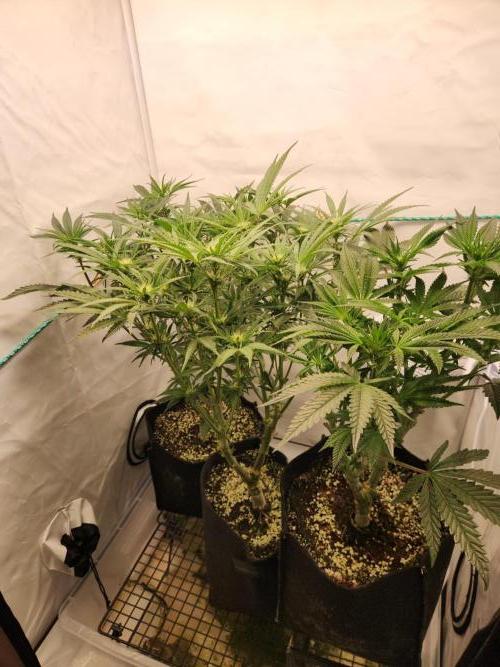 Photo Chicken n Wafflez. Week 2