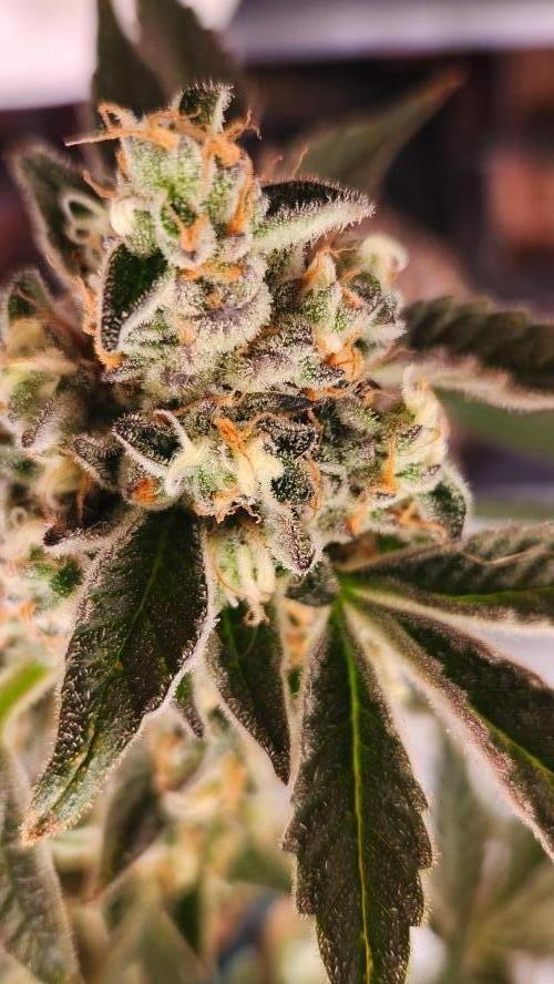 Photo Gazzurple. Week 8