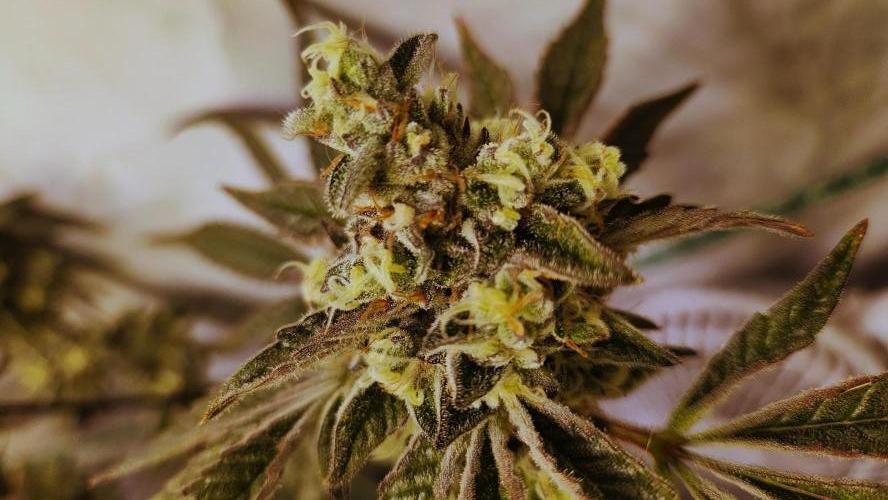 Photo Gazzurple. Week 7