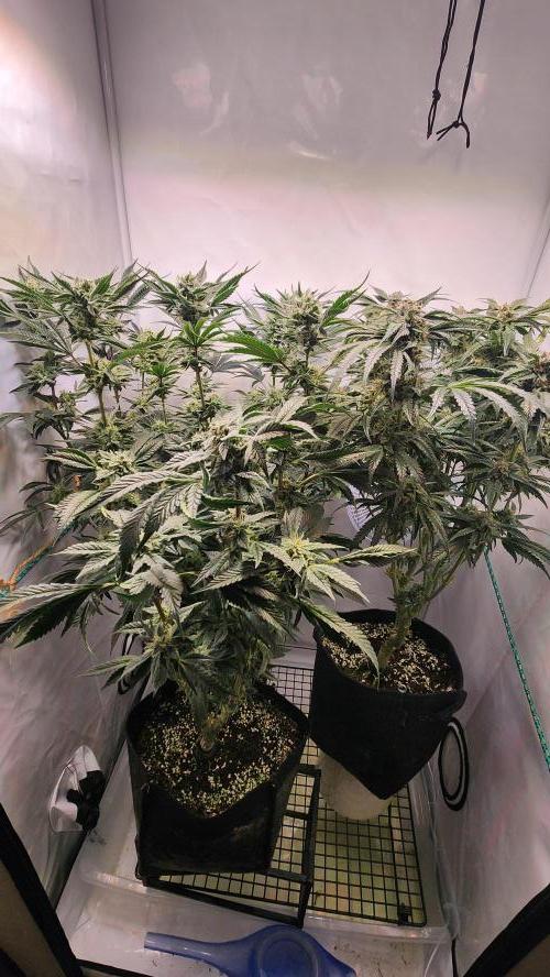 Photo Chicken n Wafflez. Week 6