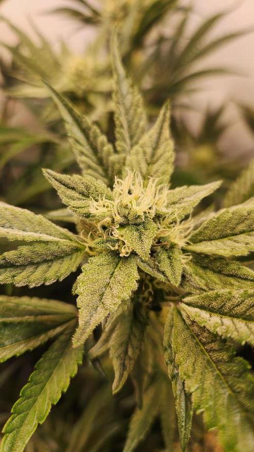 Photo Chicken n Wafflez. Week 5 - pheno 1