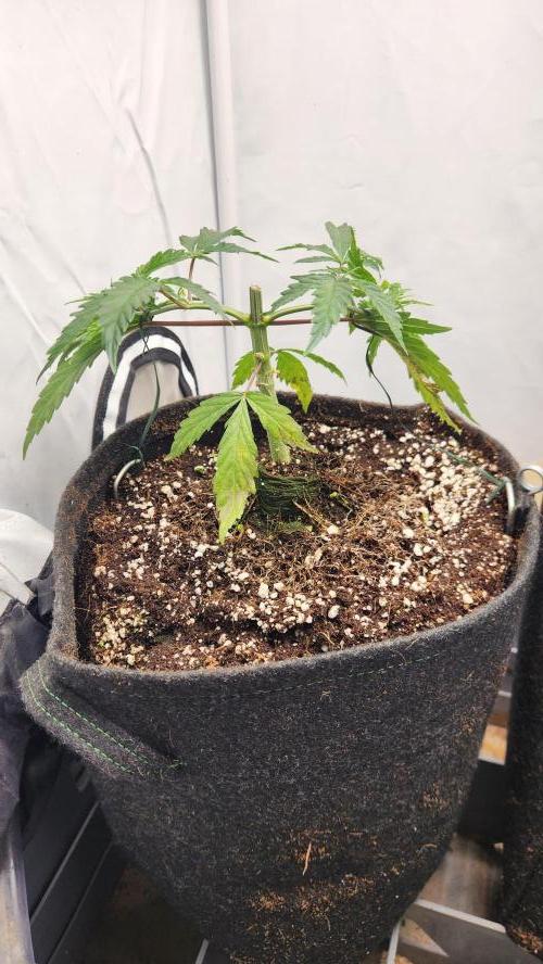 Growing them berries. Week 4 - pheno 1