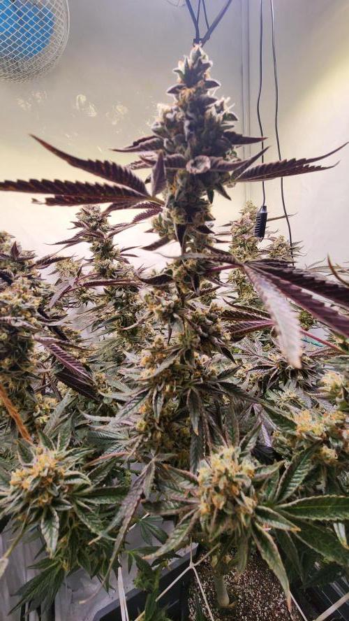 Photo Gazzurple. Week 8