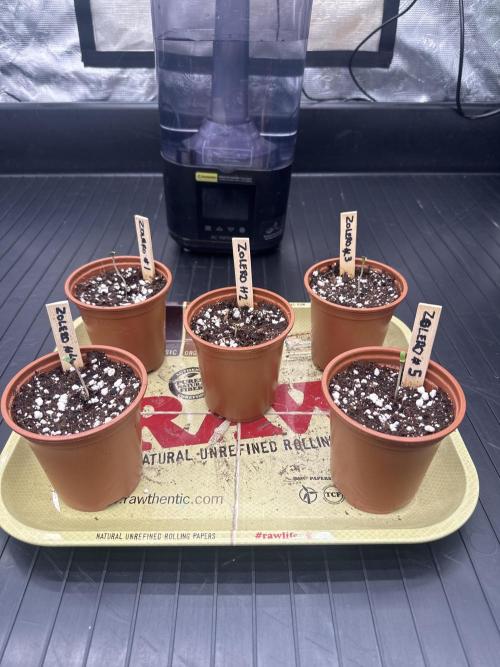 First Coco. Week 1 - Day 1 

Emerged from coco 
Placed in tent under 25% light intensity 