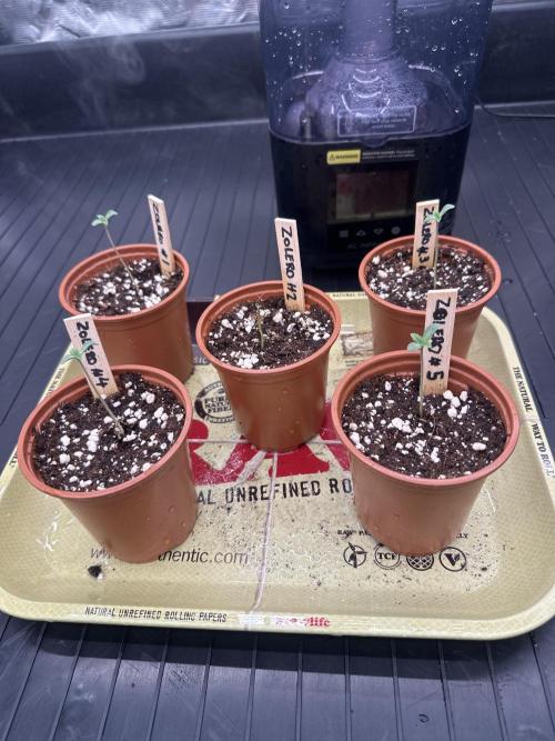 First Coco. Week 1 - Day 2 

Light lowered Due to plant stretching