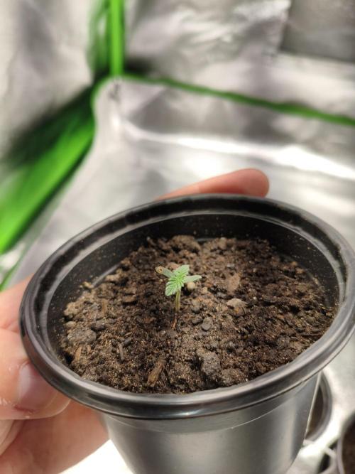 First Grow. Week 1 - Onora 1