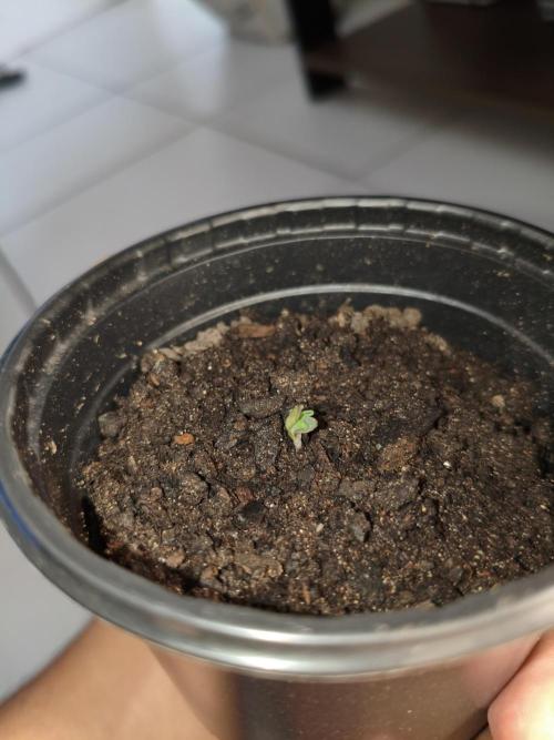 First Grow. Week 1 - Onora 2