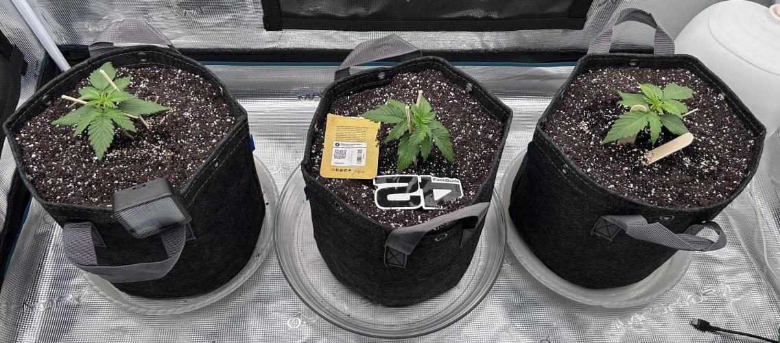 Papa's Grow. Week 1