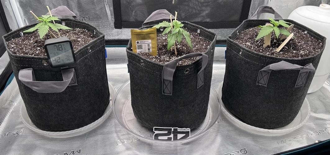 Papa's Grow. Week 1