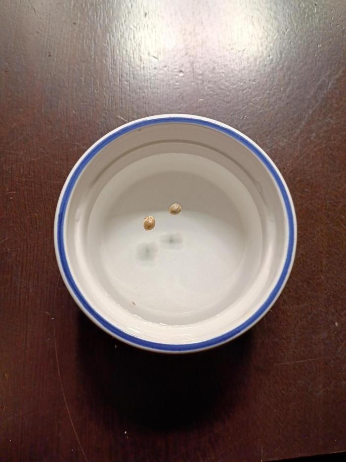 FastBuds Auto Grow. Week 0 - 1% peroxide/water solution.