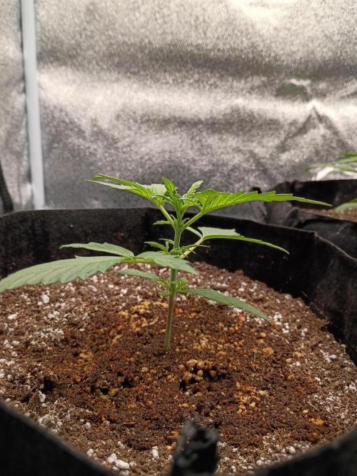 FastBuds Auto Grow. Week 3