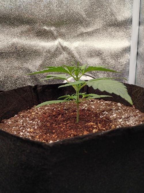 FastBuds Auto Grow. Week 3