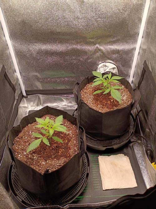 FastBuds Auto Grow. Week 3