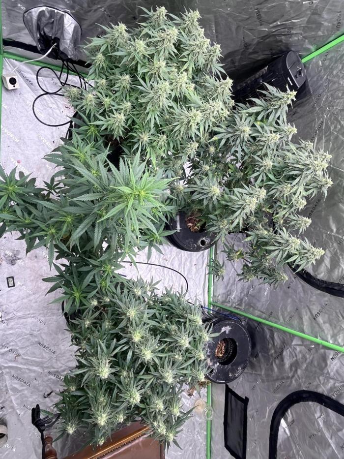 C99xblueberry. Week 5 - Week 5 