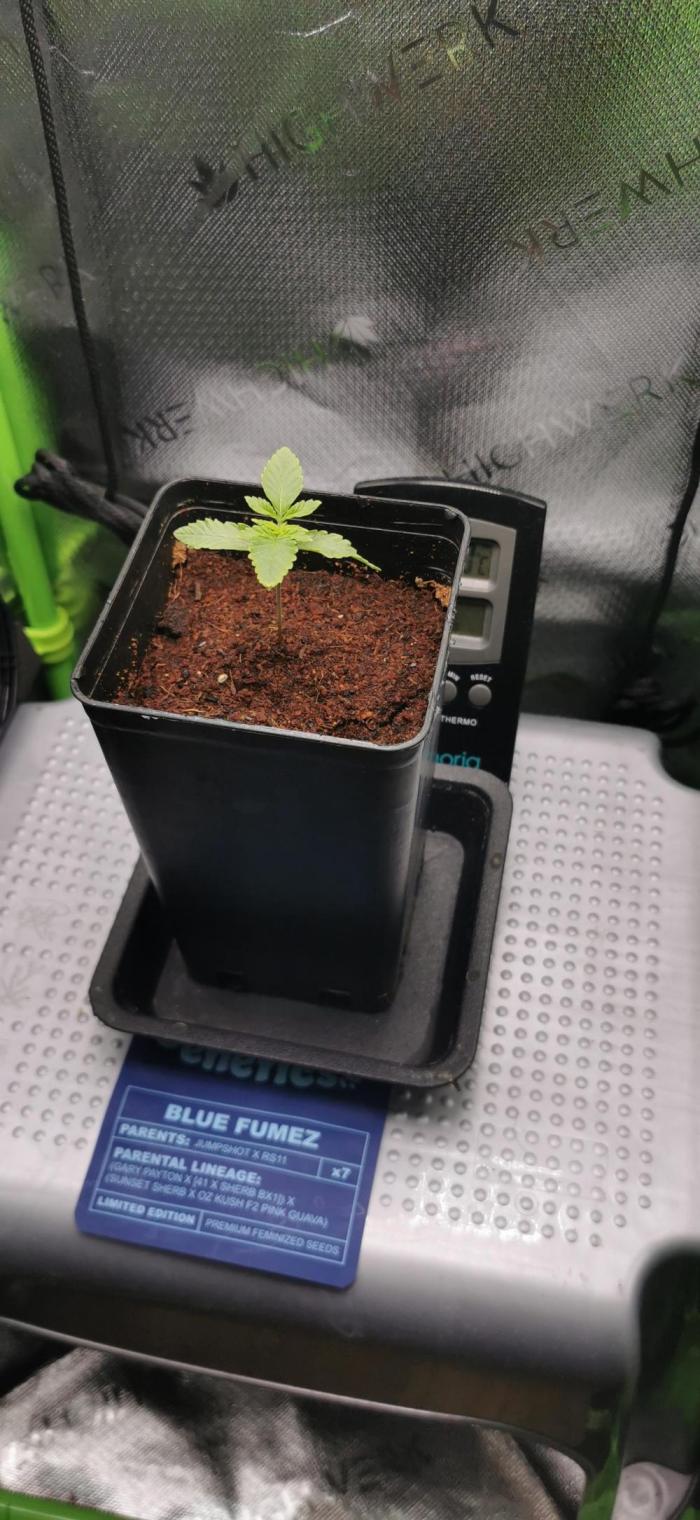 Blue Fumez. Week 2 - 2 Woche Veg

