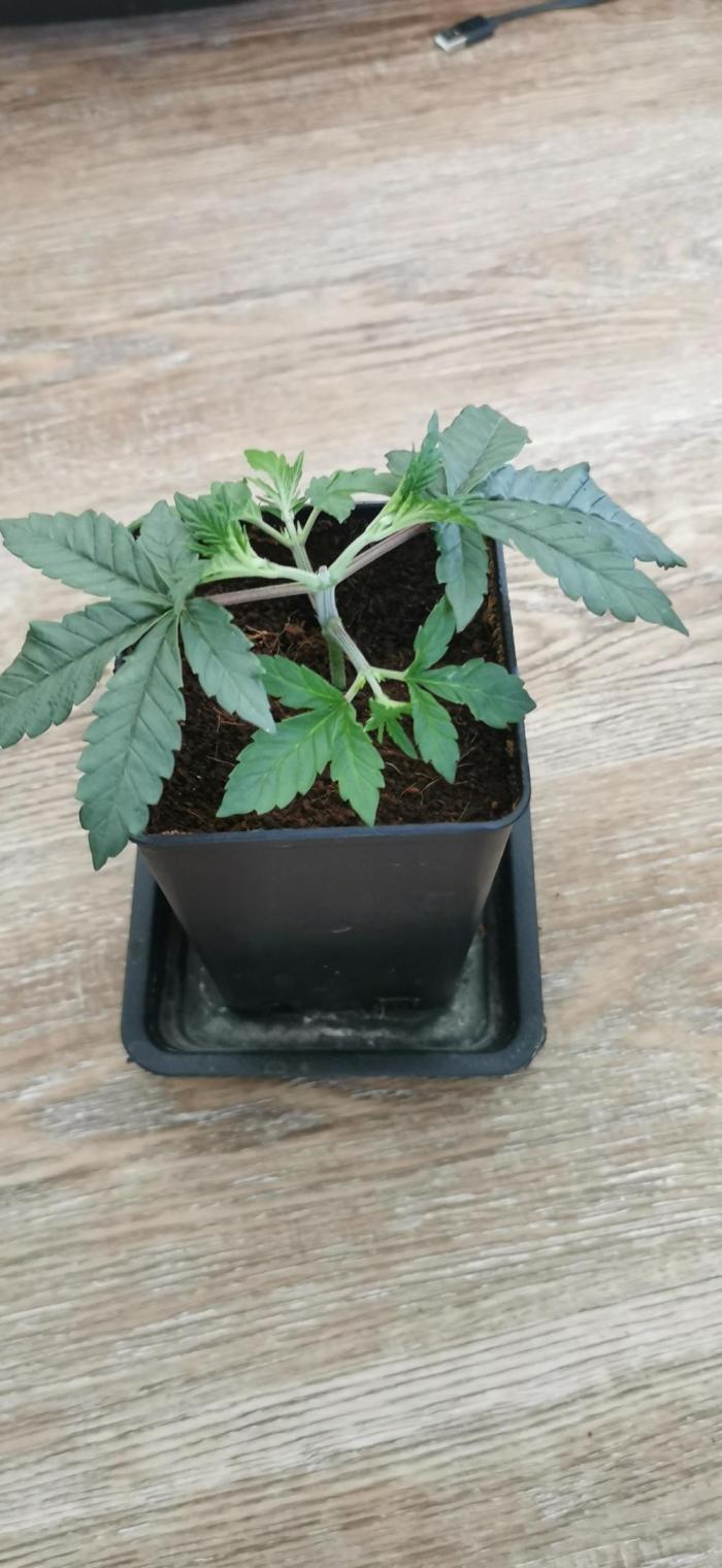 Blue Fumez. Week 4 - Schön fleischig die kleine Maus, so mag ich sie! Getopt wurde auch vor 2 Tagen. 