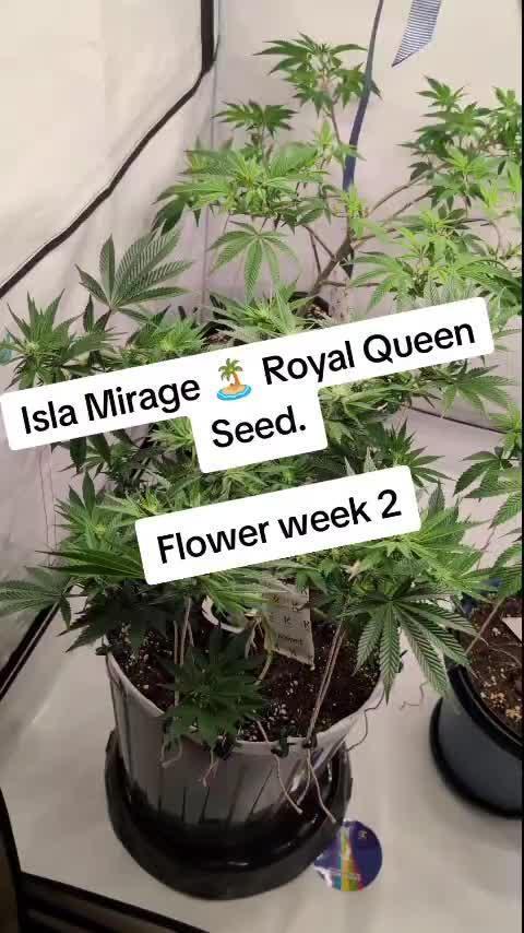 Isla Mirage Royal Queen Seed