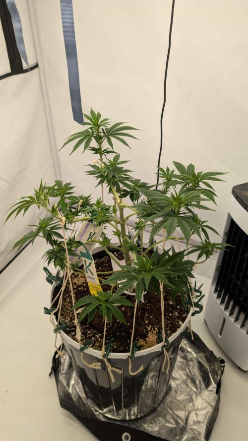 Isla Mirage Royal Queen Seed. Week 2 - isla mirage