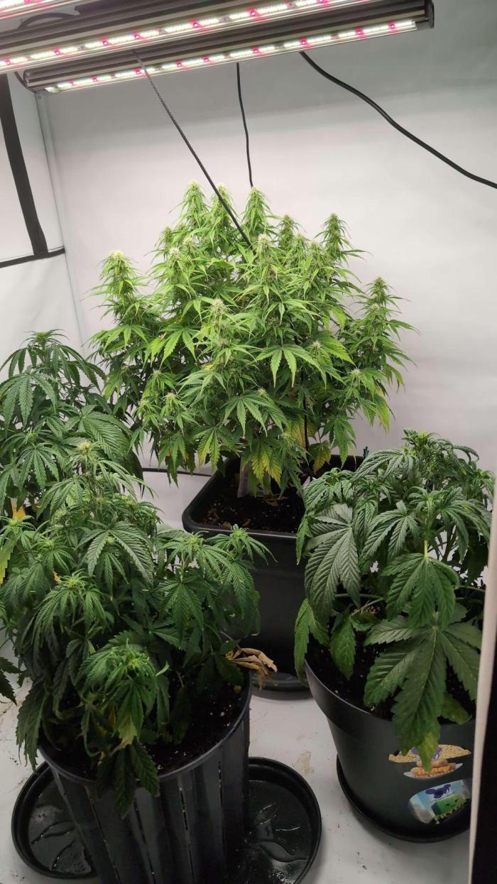 Vanilla baby. Week 2