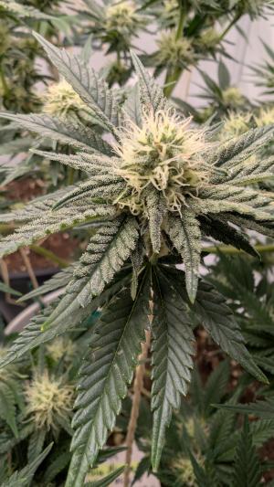 Comment by therealgrowmen photo #2