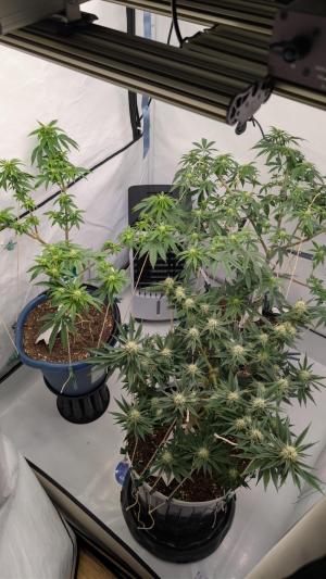 Comment by therealgrowmen photo #3