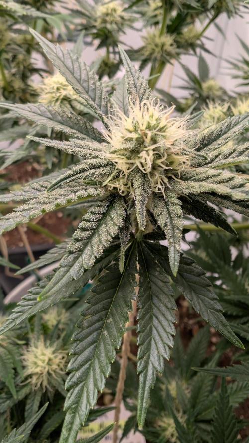 Isla Mirage Royal Queen Seed. Week 3