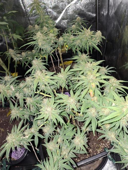free blueberry nation anesia. Week 3