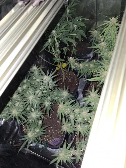 free blueberry nation anesia. Week 3