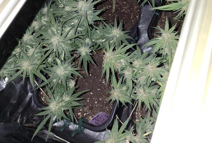 HS80p. Week 3