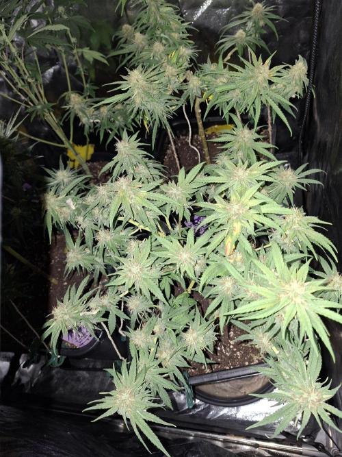 free blueberry nation anesia. Week 3
