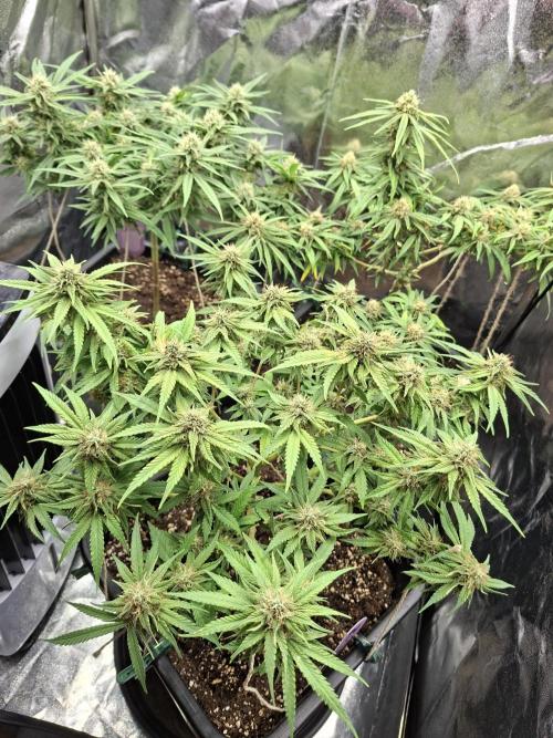 free blueberry nation anesia. Week 4