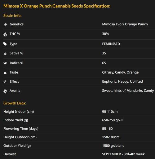 Blueberry, Orange and Dolato yum. Week 0 - Mimosa X Orange Punch