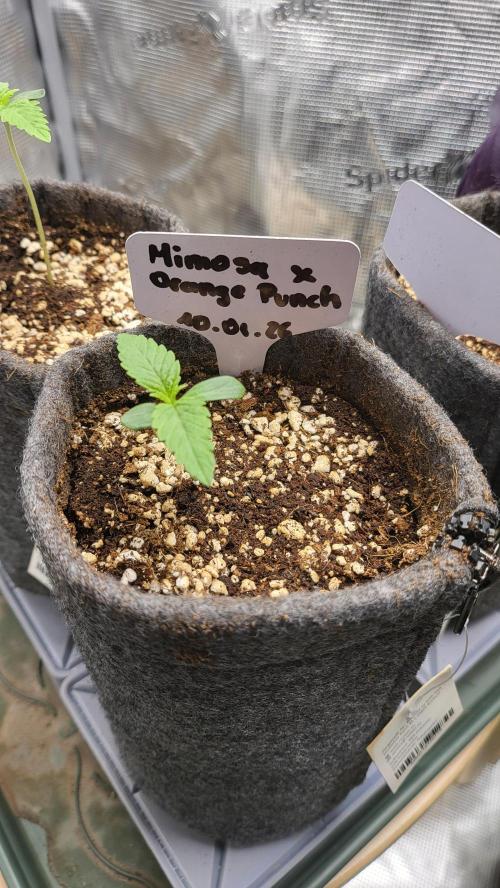 Blueberry, Orange and Dolato yum. Week 1 - Mimosa X Orange Punch