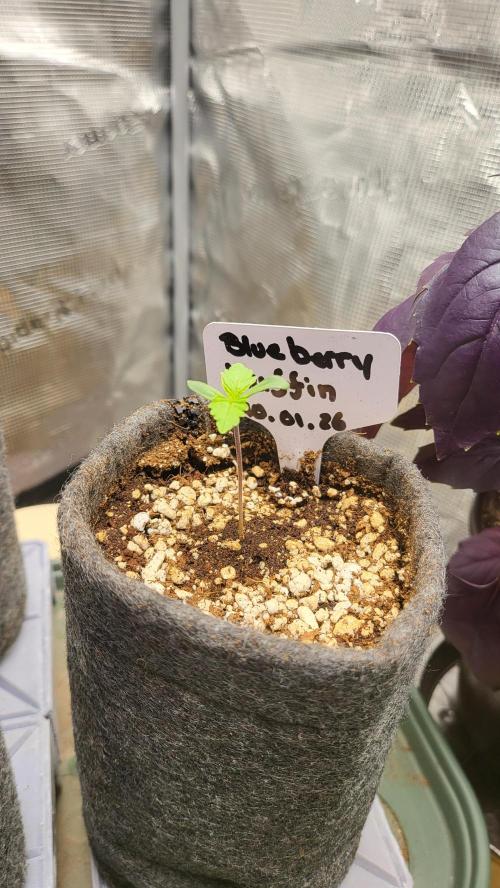 Blueberry, Orange and Dolato yum. Week 1 - Blueberry Muffin