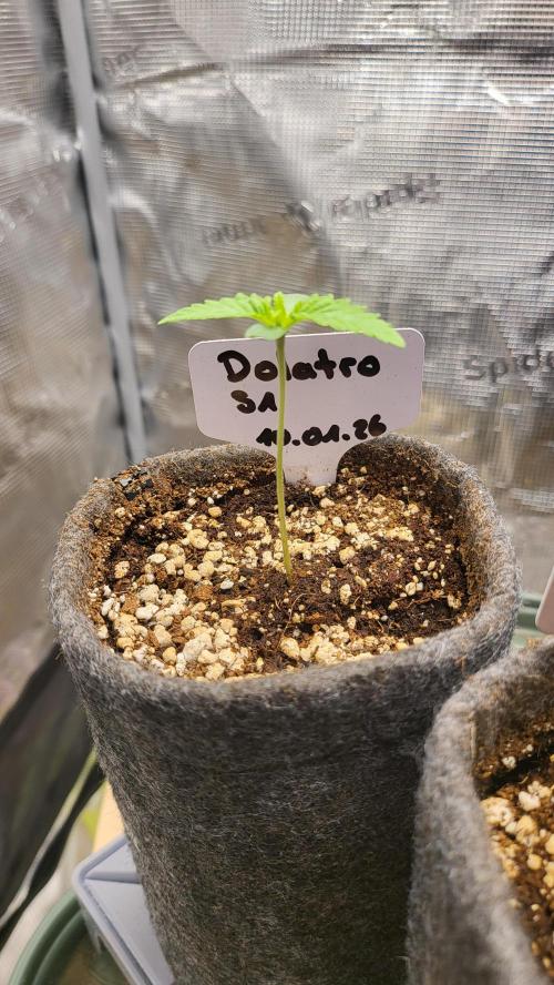 Blueberry, Orange and Dolato yum. Week 1 - Dolato S1