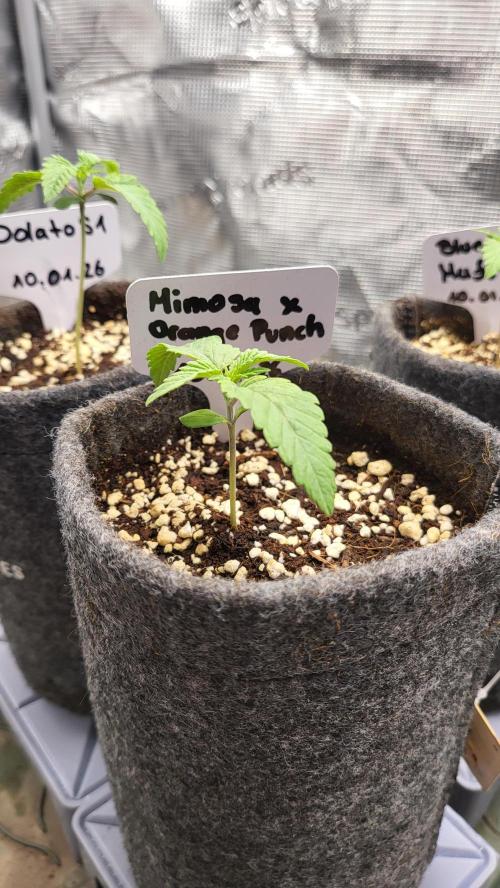 Blueberry, Orange and Dolato yum. Week 2