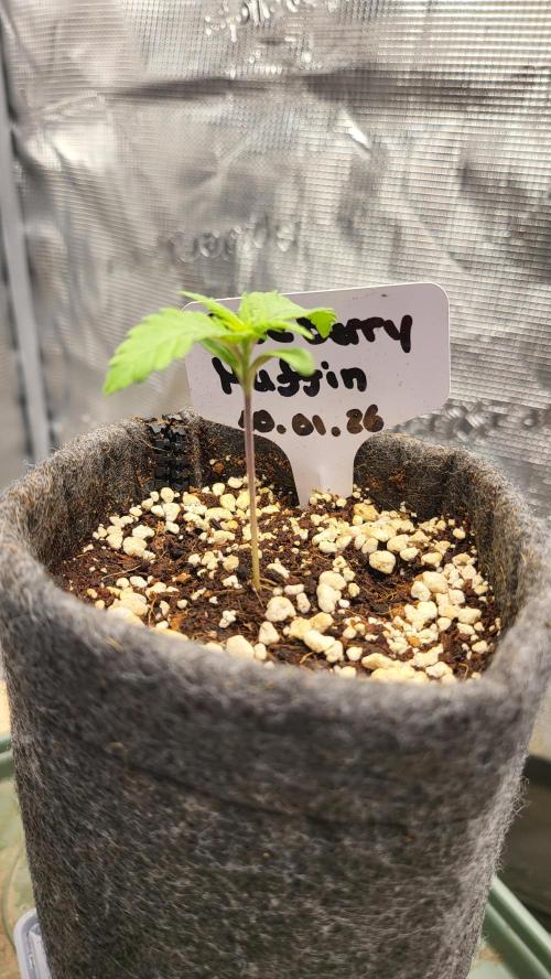 Blueberry, Orange and Dolato yum. Week 2