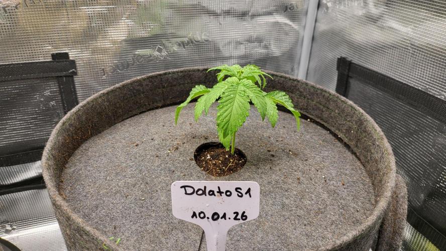 Blueberry, Orange and Dolato yum. Week 3