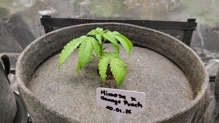 Blueberry, Orange and Dolato yum. Week 3