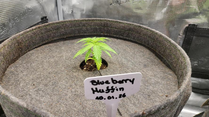 Blueberry, Orange and Dolato yum. Week 3