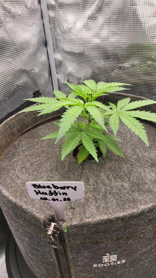 Blueberry, Orange and Dolato yum. Week 4 - After topping