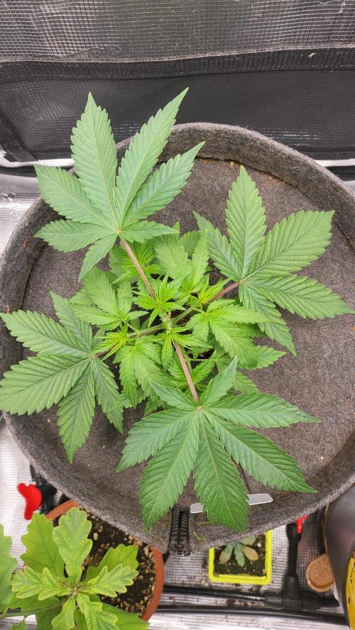 Blueberry, Orange and Dolato yum. Week 4 - After topping