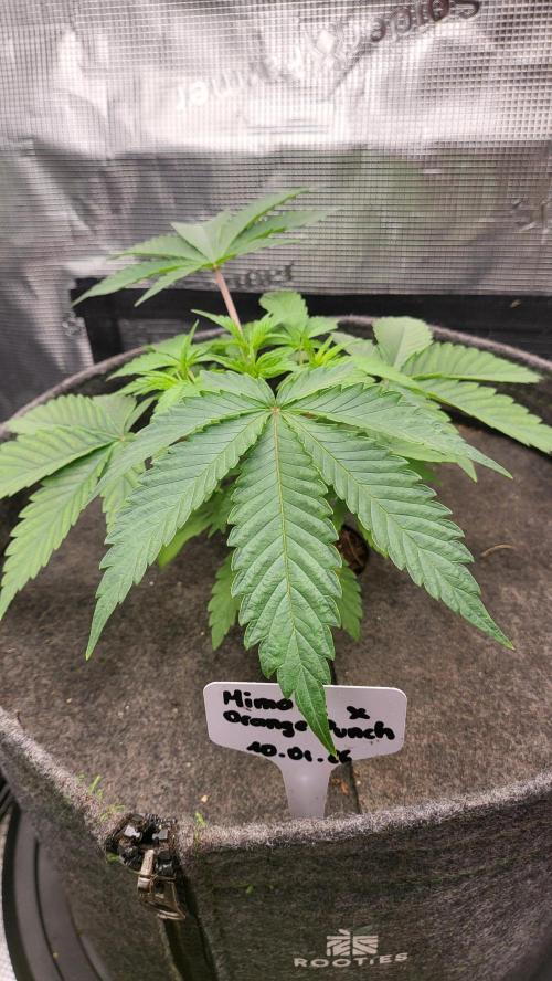 Blueberry, Orange and Dolato yum. Week 4 - After topping