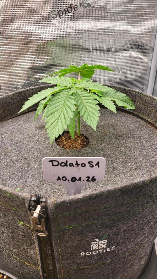 Blueberry, Orange and Dolato yum. Week 4 - After topping