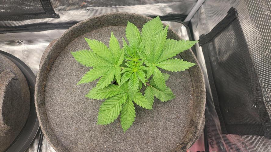 Blueberry, Orange and Dolato yum. Week 4 - Pre topping