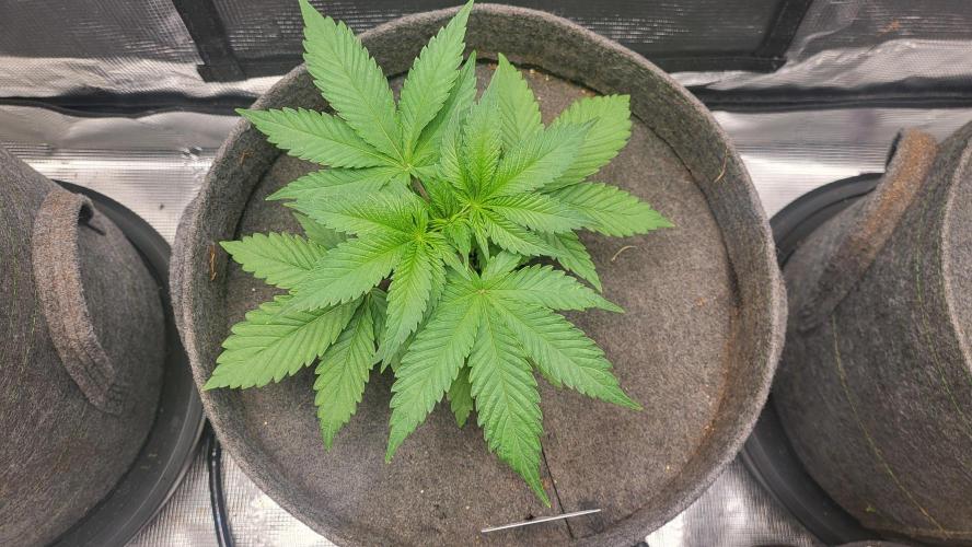 Blueberry, Orange and Dolato yum. Week 4 - Pre topping