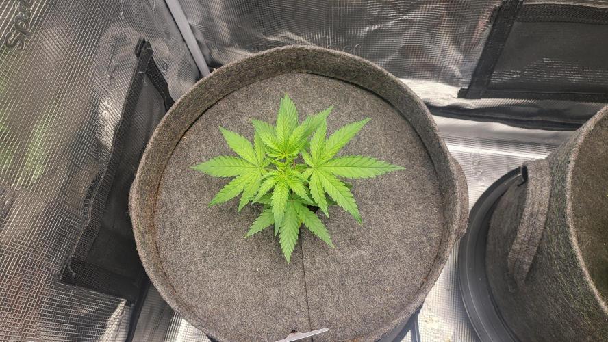 Blueberry, Orange and Dolato yum. Week 4 - Pre topping